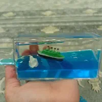 کشتی معلق|گل و گیاه طبیعی|تهران, حکیمیه|دیوار