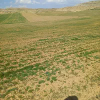 زمین کشاورزی|فروش زمین و ملک کلنگی|خواجه, |دیوار