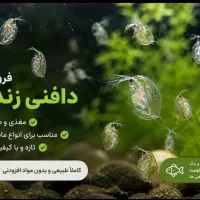 دافنی ماگنا غذای زنده ماهی های زینتی