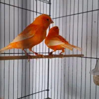 قناری رنگی 2025|پرنده|تهران, صادقیه|دیوار