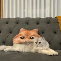 گربه بریتیش