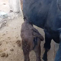 گاو و گوساله ماده  سویسی|حیوانات مزرعه|دره شهر, |دیوار