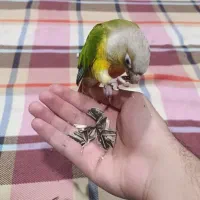 طوطی گرینچیک آناناسی ردفاکتور|پرنده|رفسنجان, |دیوار