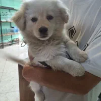 میکس پامر و اشبیتز