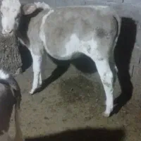 گوساله گوشتی