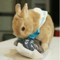 خرگوش مینیاتوری یک ماهه