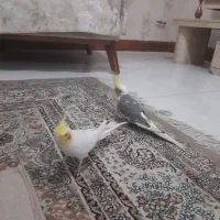 عروس هلندی