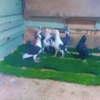 کفتر دورگ|پرنده|مشهد, طرق|دیوار