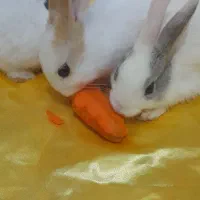 بچه خرگوش فروشی|موش و خرگوش|رشت, پل تالشان|دیوار