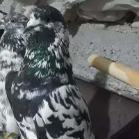 کبوتر گمشده