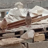 ی جفت کله ای ماده طلایی نر ماش طلایی