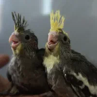 فروش عروس هلندی دو ماهه