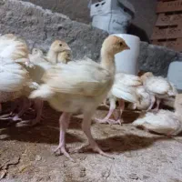 جوجه بقلمون بیوتی ۶ جنس خوب|حیوانات مزرعه|گرگان, |دیوار