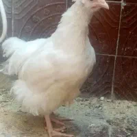 جوجه /مرغ زینتی /مرغ و خروس|پرنده|باغ بهادران, |دیوار