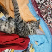 گربه واگذاری رایگان رایگان|گربه|بجنورد, |دیوار