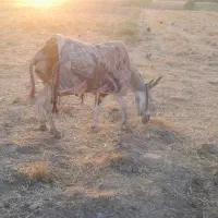 الاغ نر