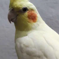 عروس هلندی ماده