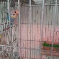 مرغ عشق با جوجه