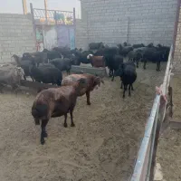 ۳۹راسمیشداشتی|حیوانات مزرعه|پیشخور, |دیوار