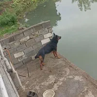 واگذاری فوری سگ ژرمن ماده اصل|سگ|زرگرشهر, |دیوار