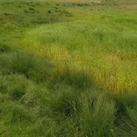 فروش زمین بحر جاده اصلی|فروش زمین و ملک کلنگی|نیر (اردبیل), |دیوار
