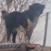 سگ لاس|حیوانات|اصفهان, ارغوانیه|دیوار