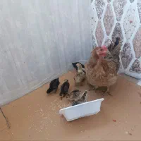 مرغ و جوجه
