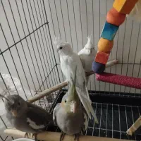 جوجه عروس هلندی