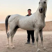 اسب کرد جوان