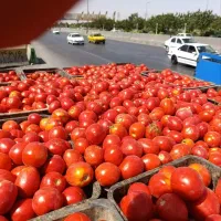 گوجه گرد قوچان مناسب ابگیری و رب با رب دهی بالا|خوردنی و آشامیدنی|مشهد, هدایت|دیوار