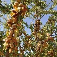 نهال بادام دیرگل تونو و آذر و ...