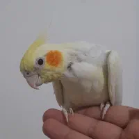 عروس هلندی نر و ماده