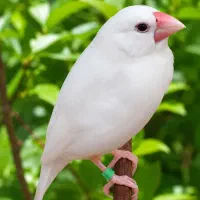 فنچ نرگسی ماده بالغ