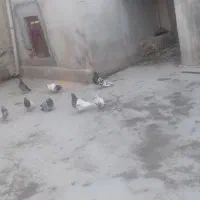 ۱۱ تا کبوتر فروشی