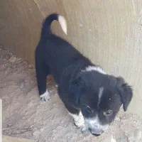 سه عدد توله|سگ|بندر ماهشهر, |دیوار