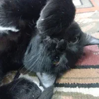 گربه|گربه|قم, نخودی|دیوار