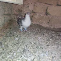 کفتر ساده|پرنده|تربت‌حیدریه, هاشمی‌نژاد|دیوار