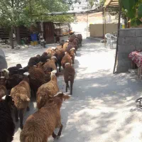 بره در عرض نیم ساعت تحویل درب منزل زنده
