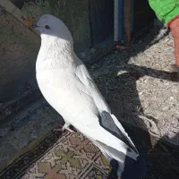 کبوتر هوایی|پرنده|بومهن, |دیوار