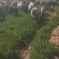 55راس گوسفند،میش بره دار،بره نر و ماده،فروش فوری