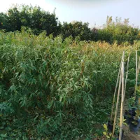 فروش ویژه عمده و تکی نهال شلیل حسن پوری زودرس|خدمات باغبانی و درختکاری|آکند, |دیوار