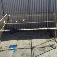 تور دام کبوتر|پرنده|زرند, |دیوار