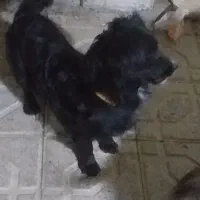 سگ پاپی خونگی حرف گوش کن|سگ|سمیرم, |دیوار