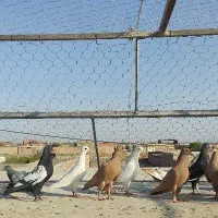 زرد کرمونی|پرنده|زرند, |دیوار