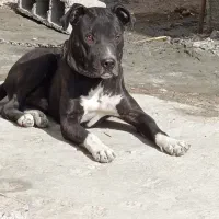 توله  سگ پیتبول