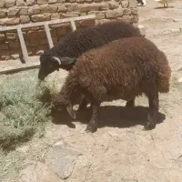گوسفند نر.