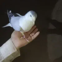 کبوتر