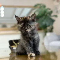 واگذاری بریتیش شورت هیر