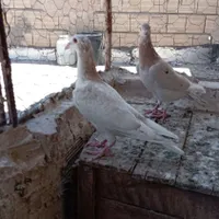 پرنده|پرنده|تاکستان, |دیوار