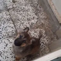 دوعددنرماده ژرمن شپرد فروش فوری